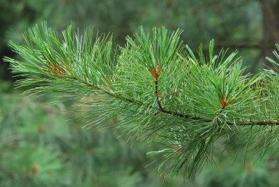 Pinus koraiensis - borovice korejská - větévka